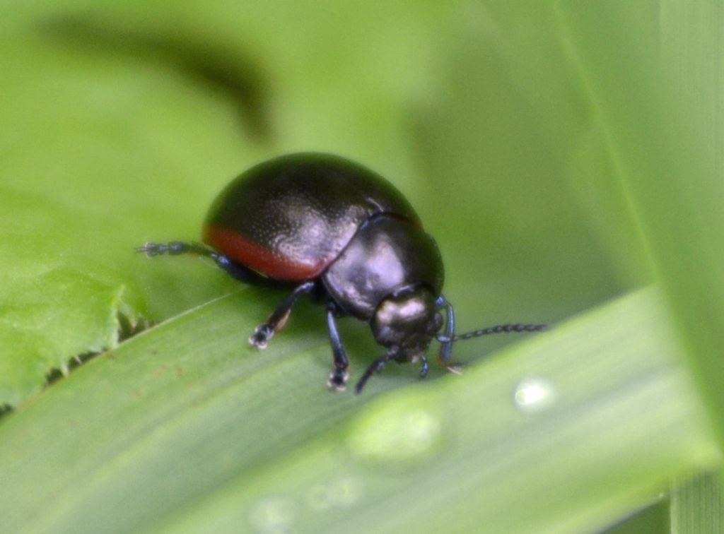 Chrysolina fimbrialis (cf), Chrysomelidae